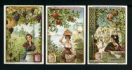 Liebigbilder-Früchte und Schönheiten II Liebig 463