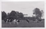 Bundesrepublik Deutschland Fotokarte/Kühe/Hausrinder/auf der Wiese