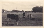 Bundesrepublik Deutschland Fotokarte/Kuh/Hausrind mit Bäuerin an der Schwengelpumpe beim Wasser einfüllen