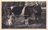 Bundesrepublik Deutschland Fotokarte/Kuh/Hausrind/Bauer mit seiner Liebsten