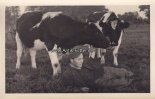 Bundesrepublik Deutschland Fotokarte/Kühe/Hausrinder/Bauer mit seinen Liebsten