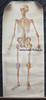 Deutsches Reich Schautafel/Lehrtafel/Skelett mit Beschreibungen von Kopf-Hals, Brustkorb-...