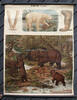 Deutsches Reich Rollkarte/Schulwandkarte/Lehrtafel/Brauner Bär (Ursus arctos)./...
