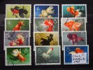 China Satz Goldfische