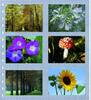 Safe Spezialblätter für Fotos Nr. 676 (5er Pack) Neu -