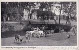 Deutsches Reich, Mecklenburg-Vorpommern, Ansichtskarte Neustrelitz, -