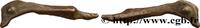 Classic 1 (480 BC to 400 BC) Dauphin SARMATIA - OLBIA Olbia, Thrace c. 500-400 AC. (33,5mm, 1,63g, h) -
