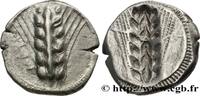 Archaïc 2 (550 BC to 480 BC) Nomos, statère LUCANIA - METAPONTUM Métaponte c. 510-490 AC. (19,5mm, 8,08g, 12h) -
