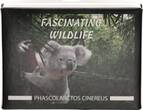 Fidschi Inseln 10 Dollar 2013 Fascinating Wildlife: Phascolarctos Cinereus Proof, Kapsel Etui und Umkarton