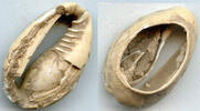 Weltmünzen Cowrie-shell coin, earliest coins of China, Shang dynasty, c.1766-1154 BC - Hart -