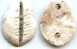 Weltmünzen Rare mother of pearl cowrie-coin, W.Zhou dynasty (1046-771 BC), China - Hartill -