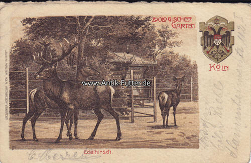 1905 Koln Ansichtskarte Postkarte Koln Zoologischer Garten