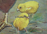 Bundesrepublik Deutschland 50er-60er Jahre Schulwandkarte / Schul Lehrtafel / Rollbild Karte / Biologie / Huhn 1-2