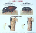 Bundesrepublik Deutschland 50er-60er Jahre Schulwandkarte / Schul Lehrtafel / Rollbild Karte / Biologie / Holzschädlinge .. 2-3
