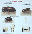 Bundesrepublik Deutschland 50er-60er Jahre Schulwandkarte / Schul Lehrtafel / Rollbild Karte / Biologie / Holzschädlinge .. 2-3