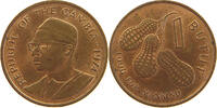 GAMBIA BUTUT -