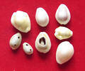 ASIA COLLECTION LOT PRIMITIVE MONEY COLLECTION LOT ASIA PRIMITIVE MONEY SHELLS 8PC 16G -