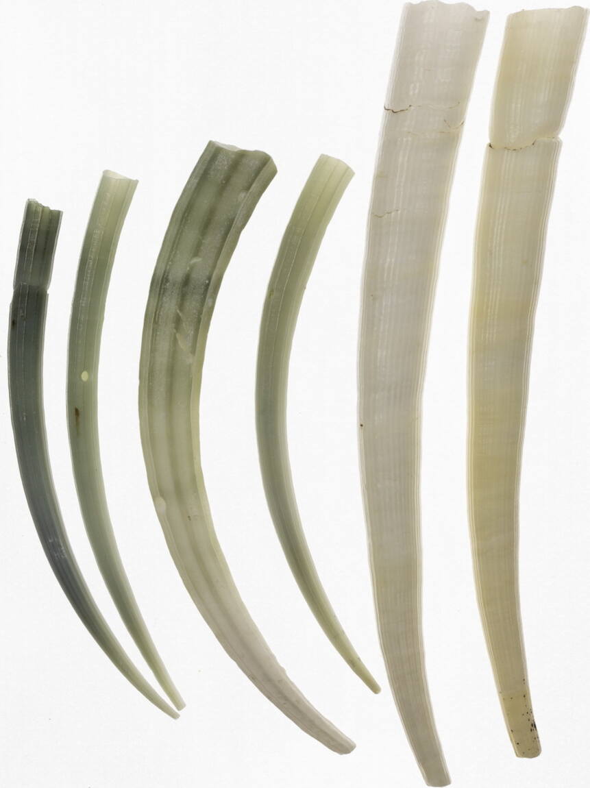 Kalifornien, Yurok Muschelgeld O.J. Elefantenzahnschnecke (Dentalium