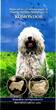 Ungarn 2000 Forint 2020 Komondor - Hund - Tiere PL - proof like in Kapsel mit Flyer