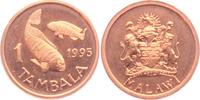 Malawi 1 Tambala Buntbarsch -
