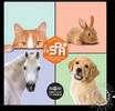 France COLLECTION CASE Animal Protection Society / Société Protectrice des Animaux (SPA) - -