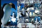 Brit. Antarktis Gebiete Brit. Antarktis Gebiete 369-380 postfrisch Pinguine MiNr. 369-380 postfrisch Pinguine -