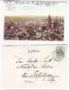 AK Mainz Stadtansicht mit Dom und Rhein 1903 gebraucht -