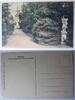 AK Potsdam Schloss Sanssouci und hist. Mühle ungebraucht -