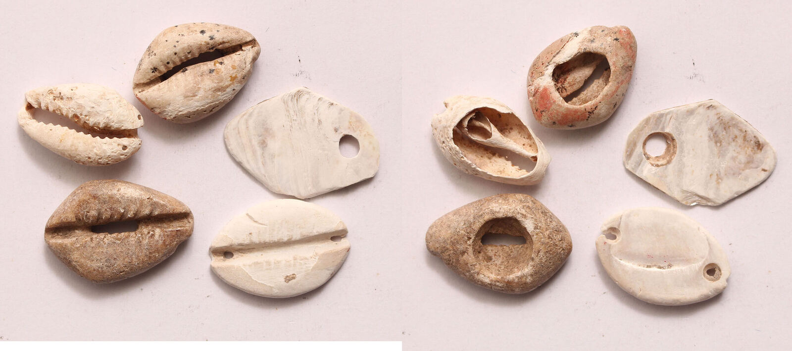 China cowry shell money 1600 - 800 BC 21 to 33 mm | MA-Shops