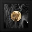 BISON Wild Mongolia 1 Oz Gold Coin 25000 Togrog Mongolia 2025 Proof