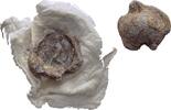 Ionien Ephesos Tessera Siegel -