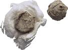 Ionien Ephesos Tessera Siegel -