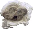 Ionien Ephesos Tessera Siegel -