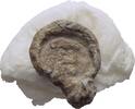 Ionien Ephesos Tessera Siegel -