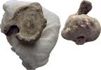 Ionien Ephesos Tessera Siegel -