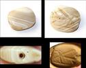 Ancient art Exceptional Neo-Babylonian banded Agate stamp seal, 8th.-6th.cent.BC -