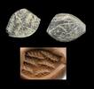 Ancient art Large high relief Mesopotamian stone seal, Uruk, late 4th. mill. BC -