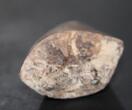 Tyrannosaurus Rex Tooth - Hell Creek Formation South Dakota - USA -