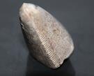 Tyrannosaurus Rex Tooth - Hell Creek Formation South Dakota - USA -