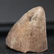 Tyrannosaurus Rex Tooth - Hell Creek Formation South Dakota - USA -